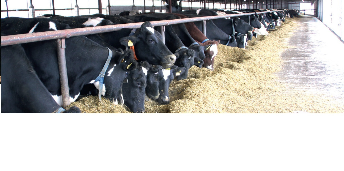 Инвестиции в молочное животноводство