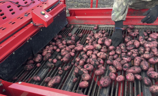 Денис Колпаков: «Качественный семенной материал — основа высоких урожаев картофеля»