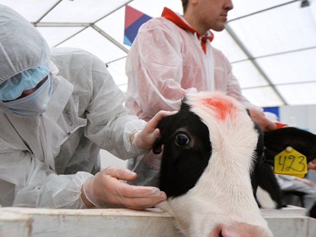 В регионах ПФО усиливают работу по обеспечению эпизоотической безопасности в животноводстве 