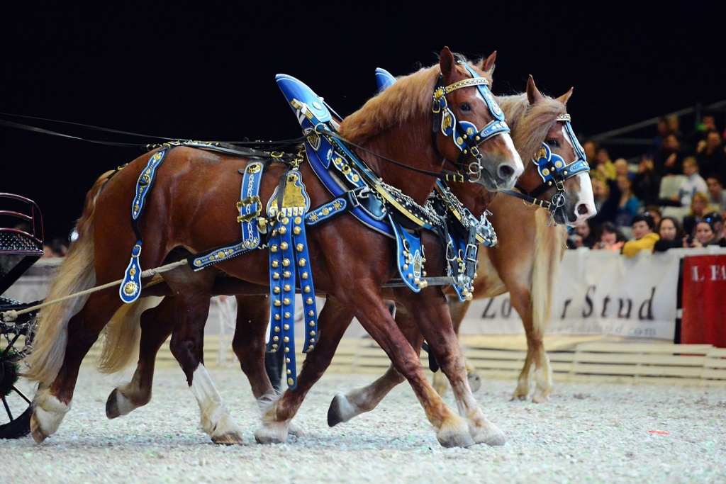В Петербурге пройдет главная конная выставка России