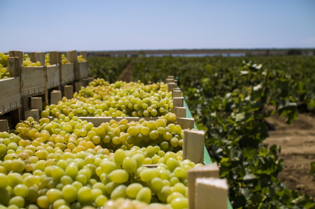 Агрофирма «Южная» одной из первых дала старт уборке урожая винограда