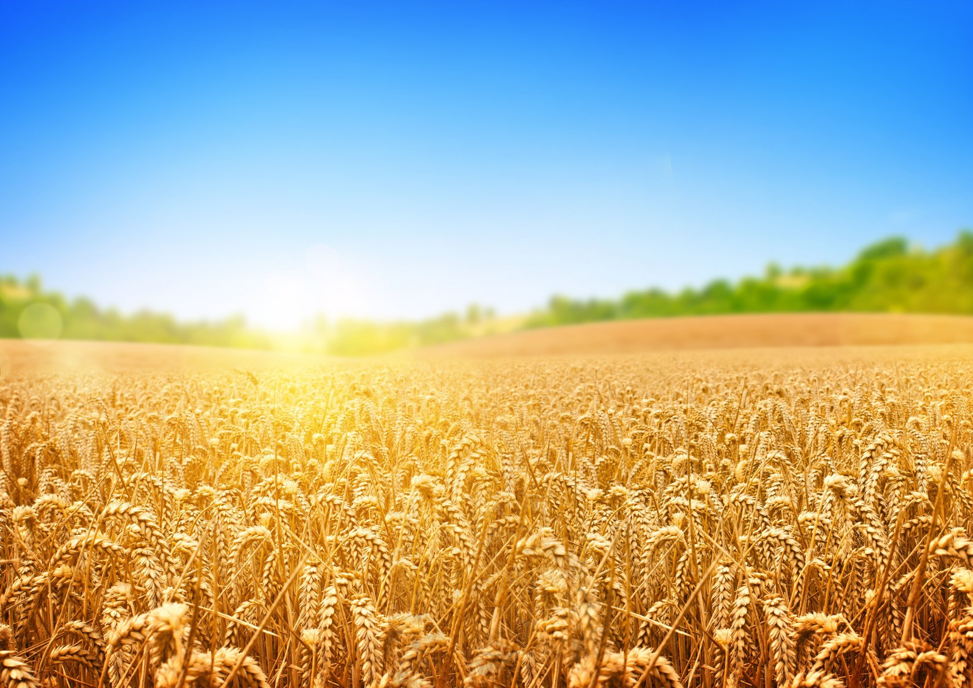 В Геленджике обсудят перспективы зернового рынка.