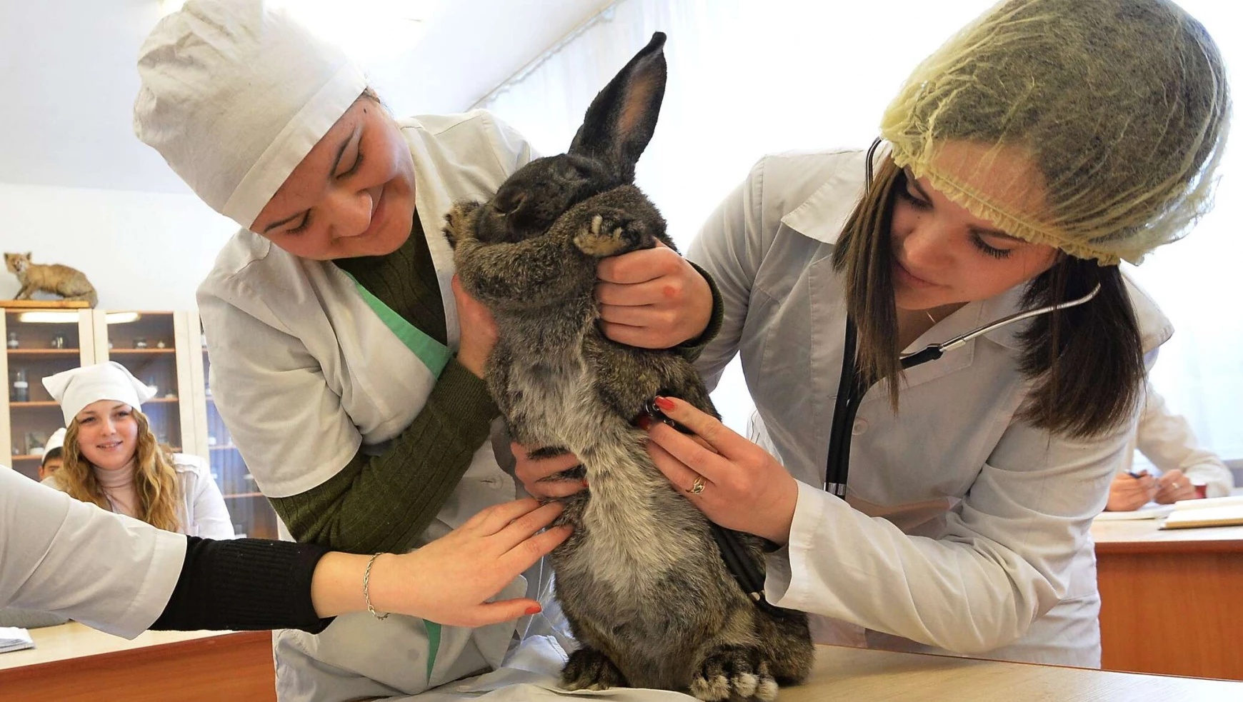 В хабаровском вузе впервые откроют ветеринарный факультет 